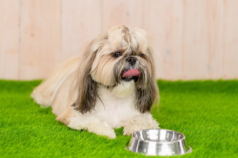How Much to Feed a Shih Tzu (Puppy & Adult Feeding Chart)