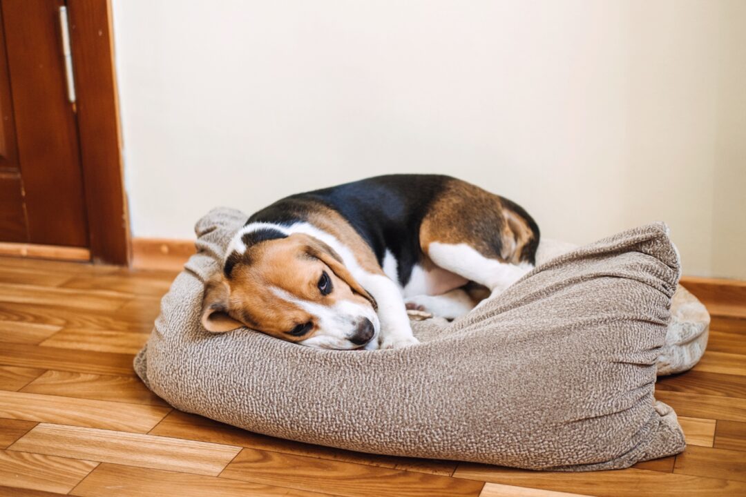 How to Cure Parvo at Home for Dogs (Without a Vet)