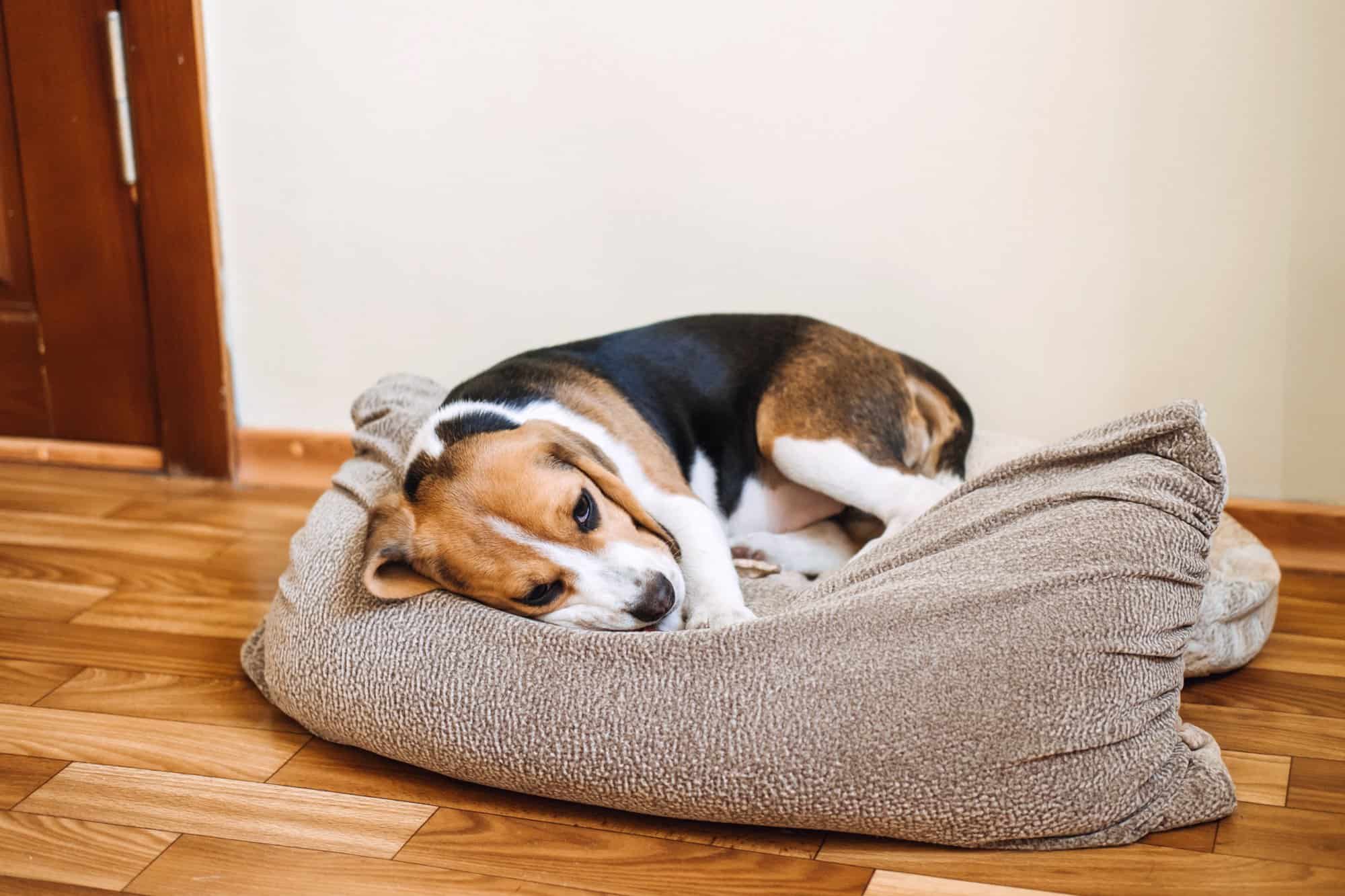 How to Cure Parvo at Home for Dogs (Without a Vet)