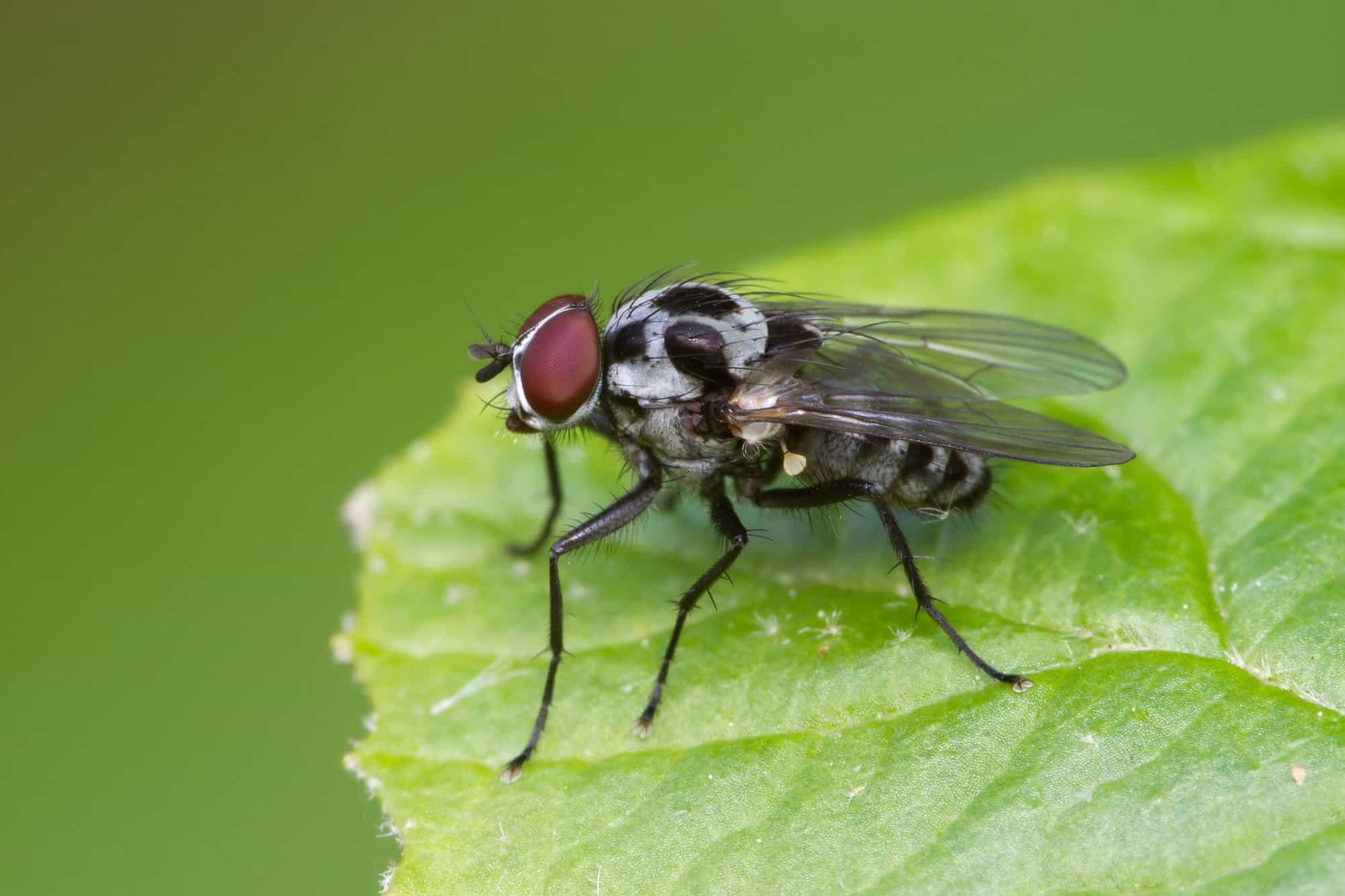 Black Fly Bites on Dogs Symptoms & Treatments (With FAQs)