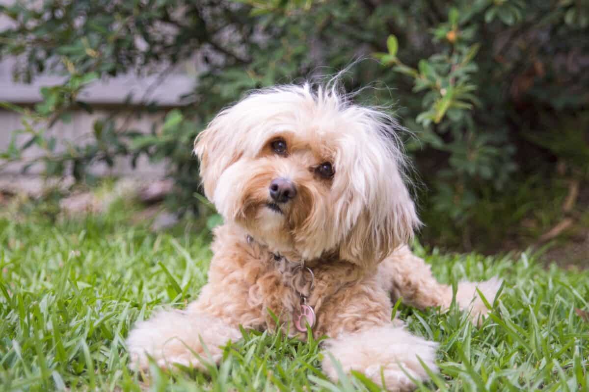 Small white Cavapoo Cavoodle in garden