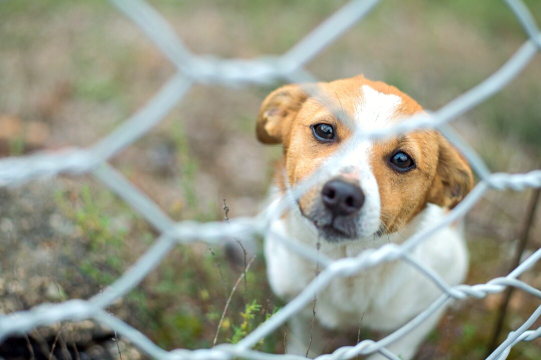 How to Build a Chicken Wire Dog Fence (8 Easy Steps)