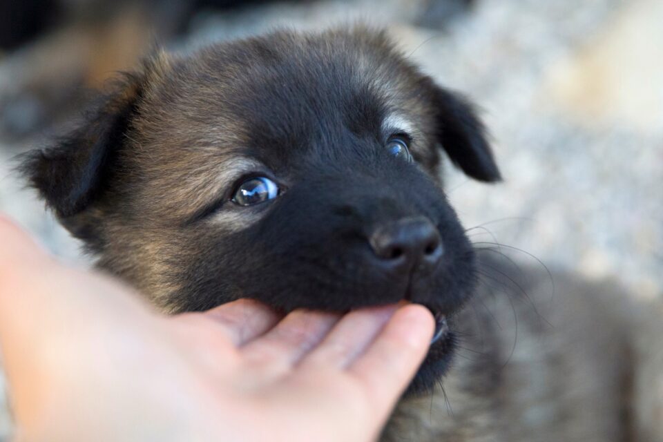 Why Does My Dog Nibble on Me With His Front Teeth?