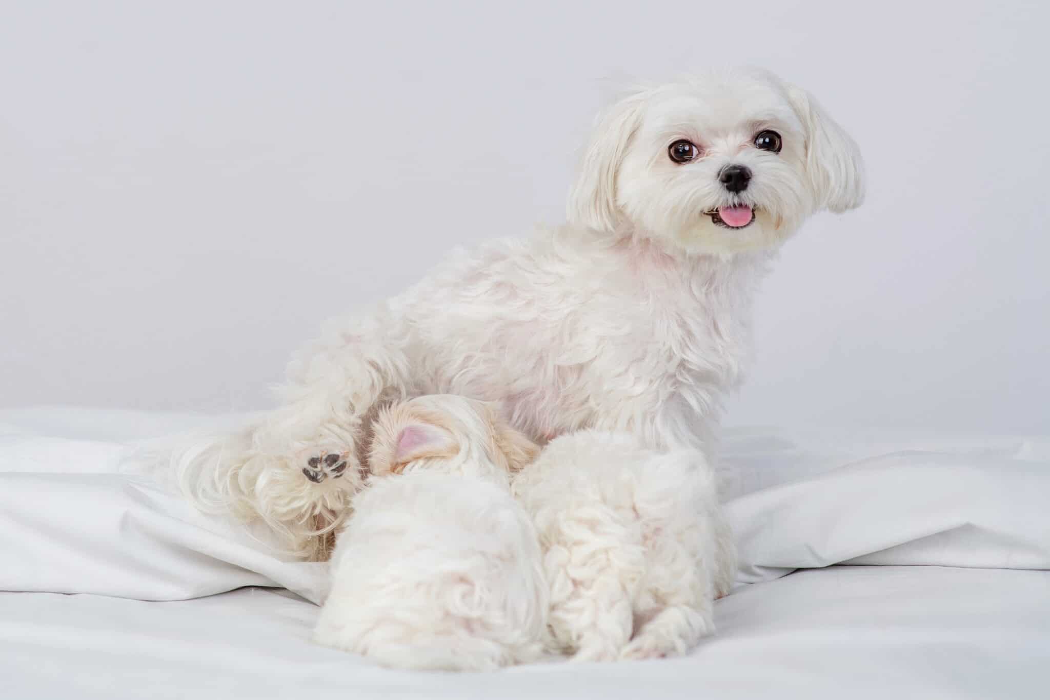 Teacup Maltese A Complete Guide to This Miniature Pooch