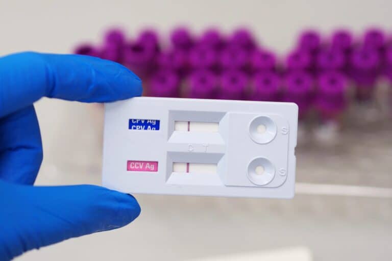 How to Cure Parvo at Home for Dogs (Without a Vet)