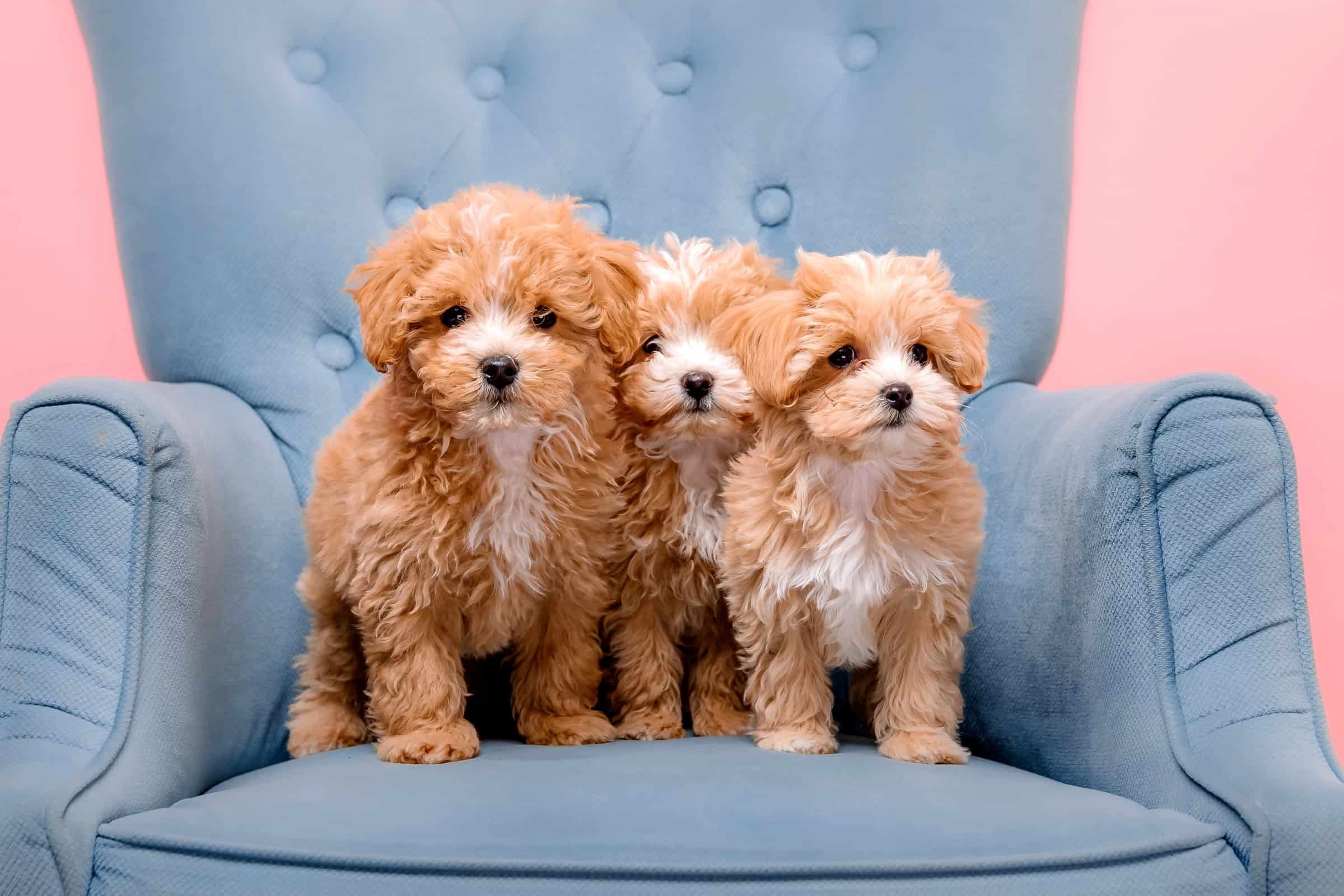 Brown Maltipoo Facts, Traits, & FAQs (With Pictures)