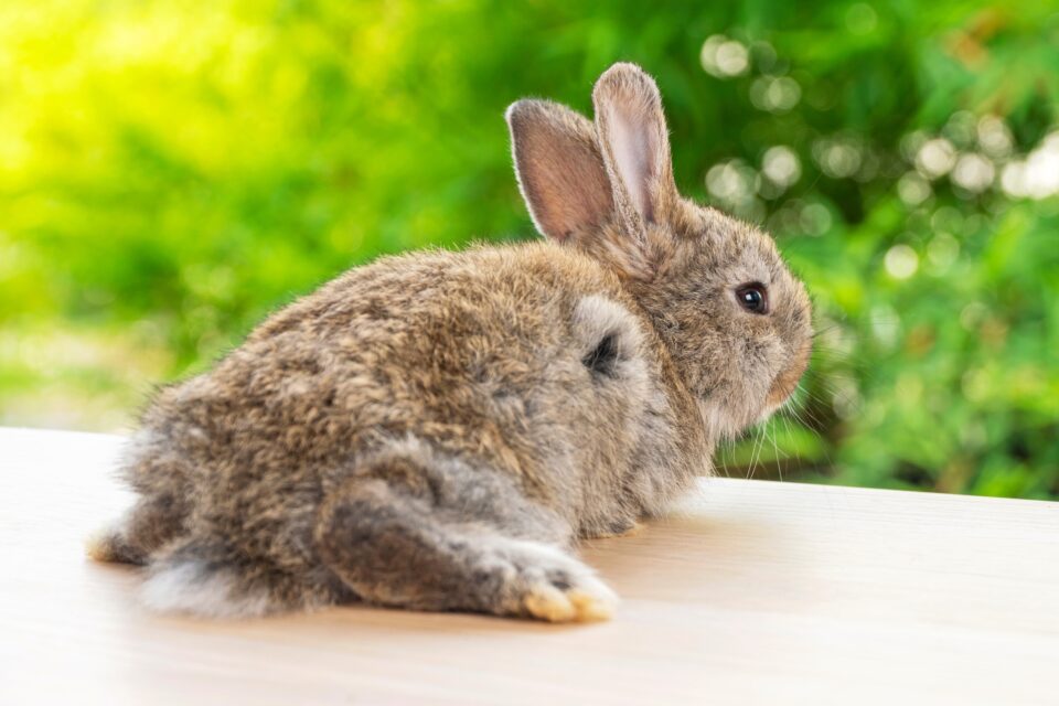 Rabbit Tail Anatomy, Function, Facts & FAQs (With Pictures)