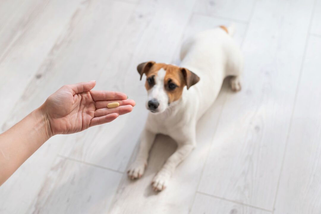 How to Cure Parvo at Home for Dogs (Without a Vet)