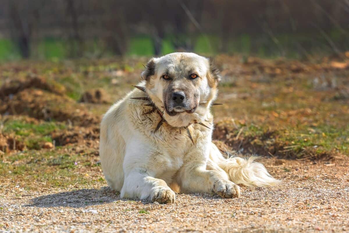 Turkish Kangal Dog Turkish Kangal Dog