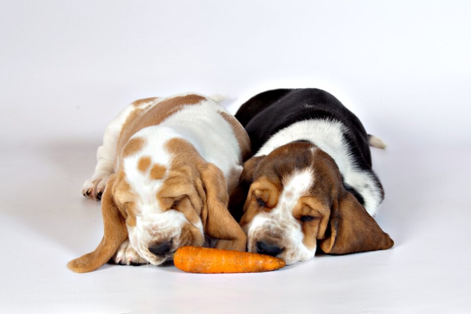 Photo inspiration: Picture Idea: How Much To Feed A Basset Hound Feeding Chart Guide