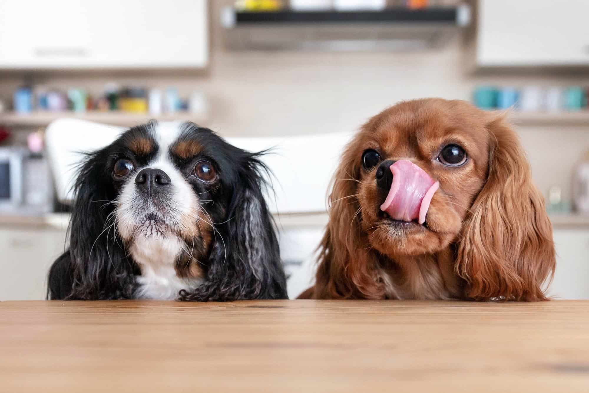 How Much to Feed a Cavalier King Charles Spaniel (Puppy & Adult Feeding Chart)