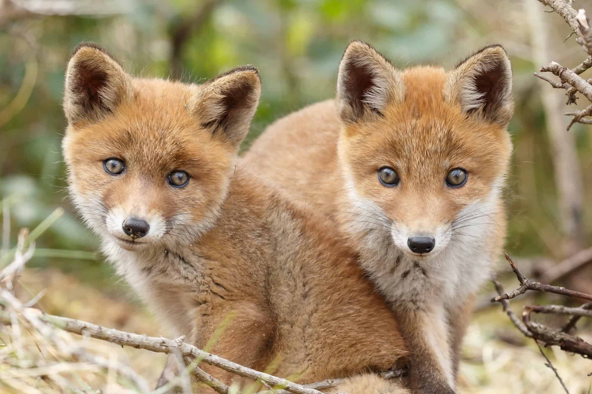 Baby Foxes Pictures