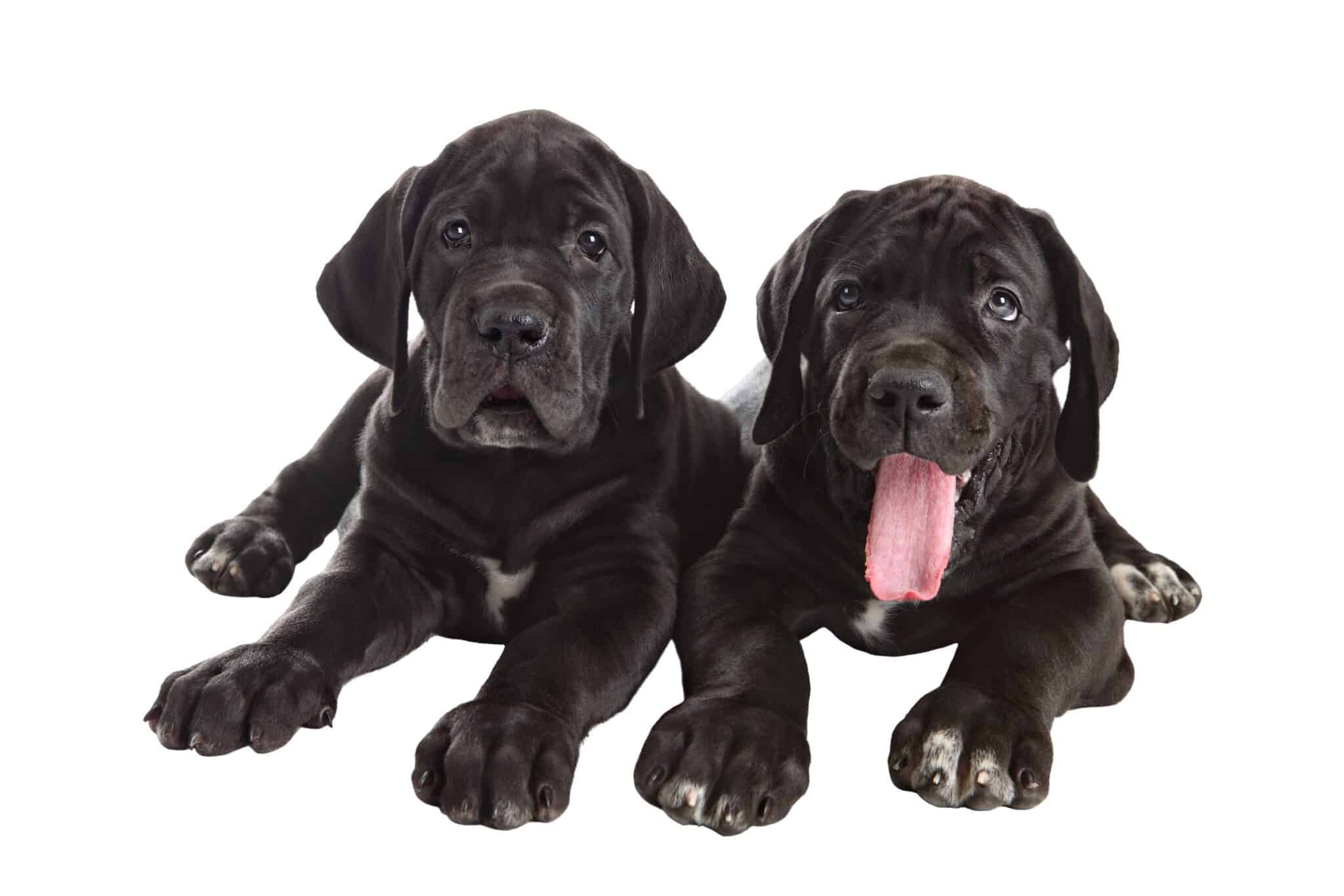 Black Great Dane Facts, Traits, & More (With Pictures)