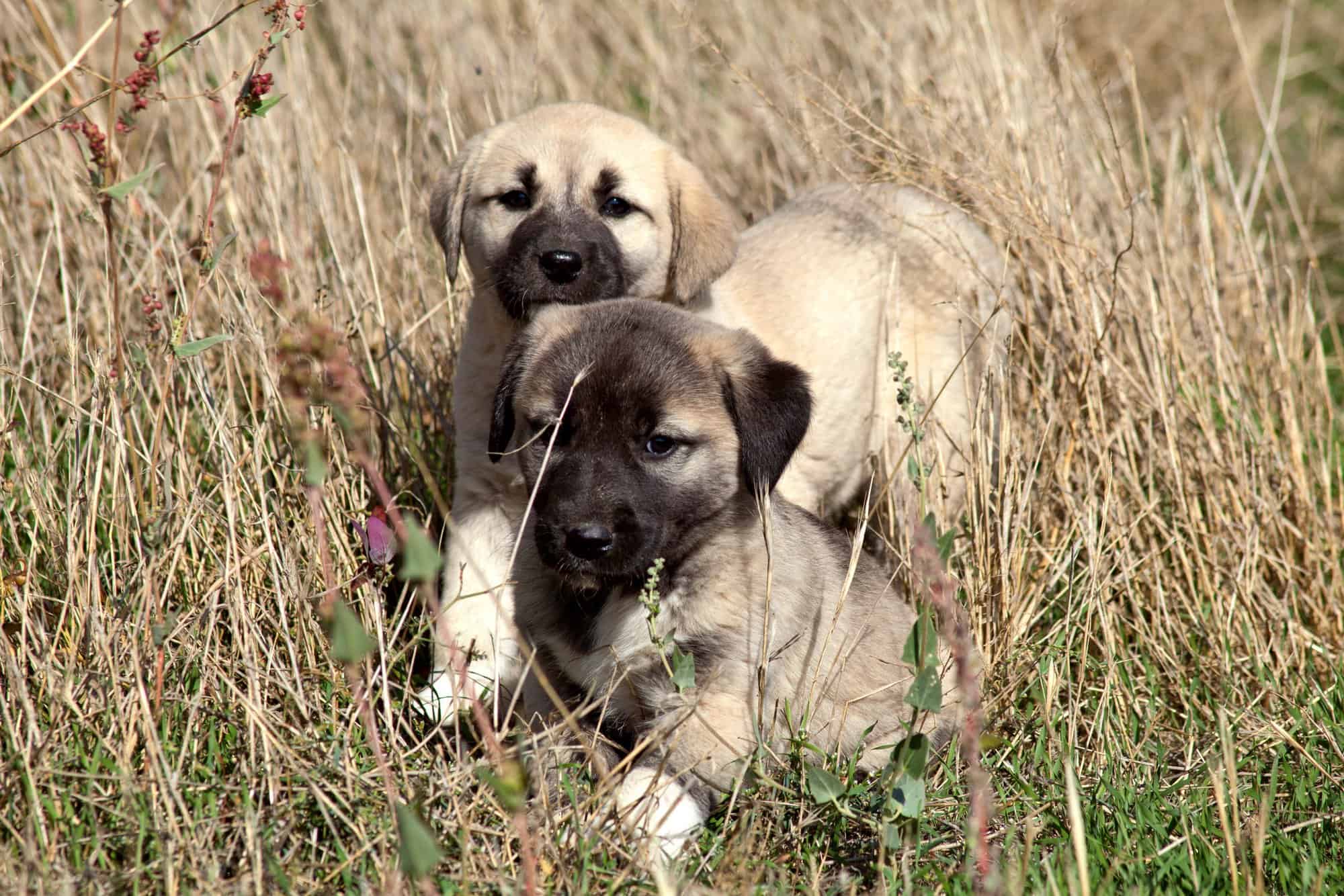 Kangal Shepherd Dog Dog Breed Information Pictures Facts