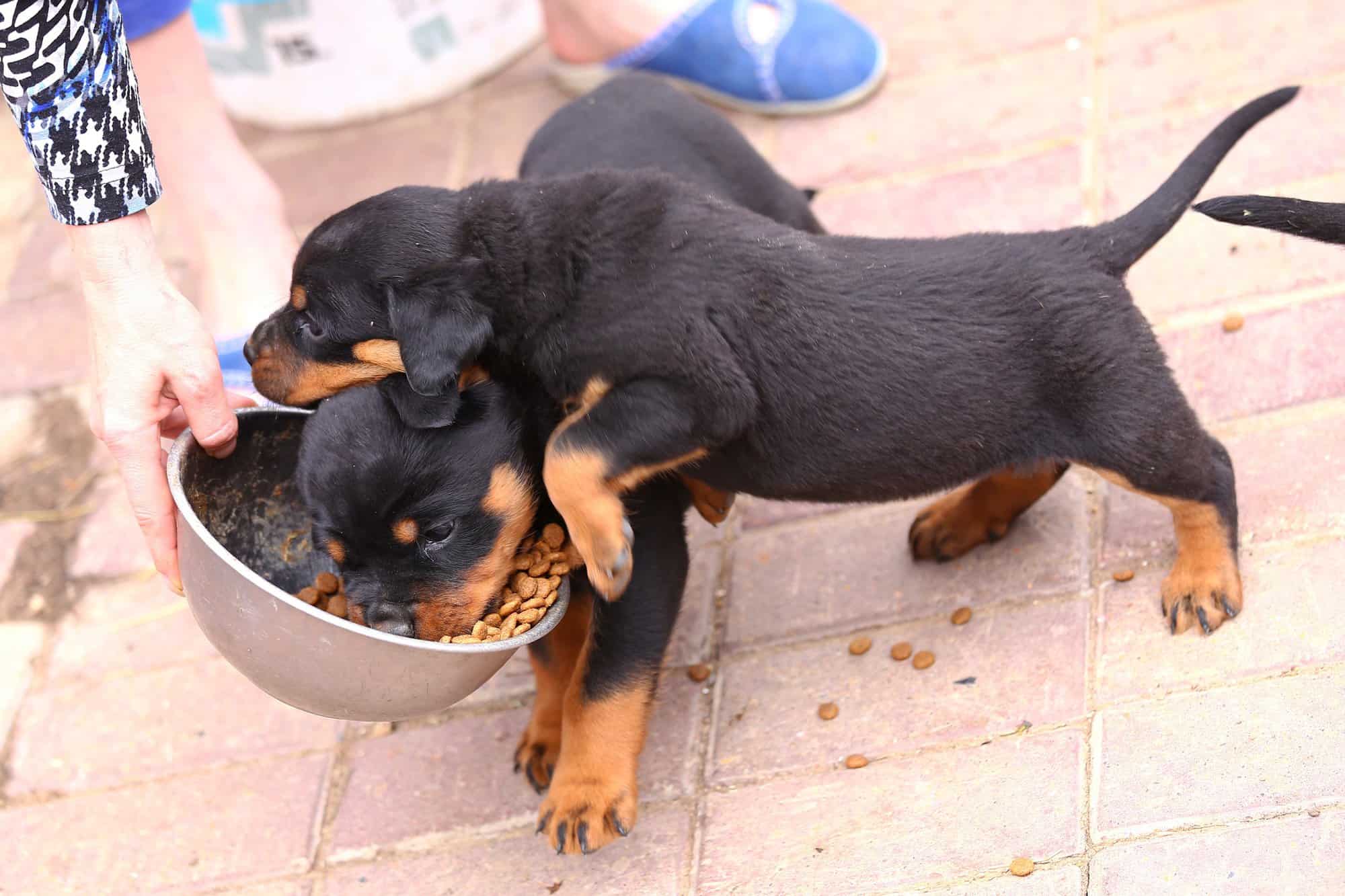 Rottweiler Puppy Feeding Chart By Age