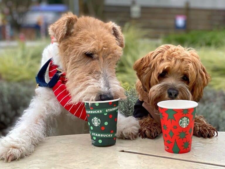 What Is a Starbucks Puppuccino? - Cost, Ingredients & FAQs