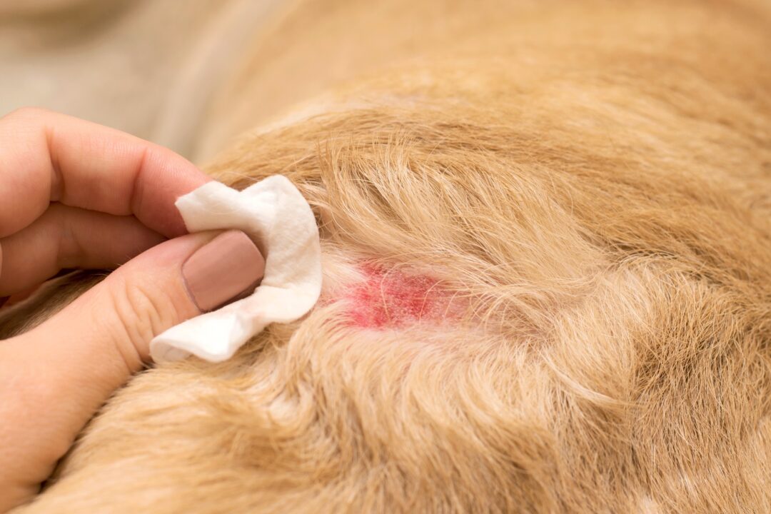 Found Crusty Scabs on Dog’s Back? Types, Causes & Treatment