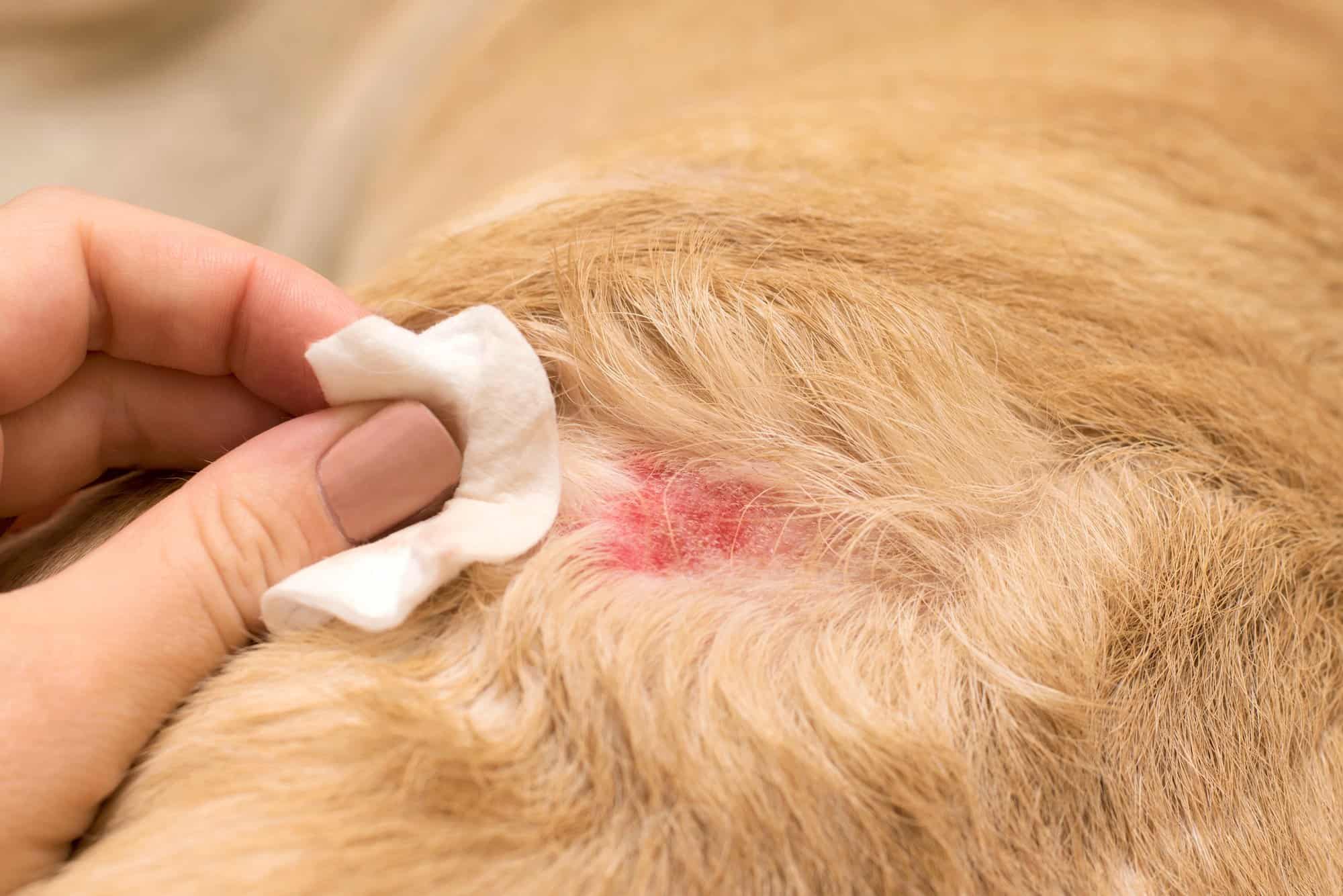 Found Crusty Scabs on Dog’s Back? Types, Causes & Treatment
