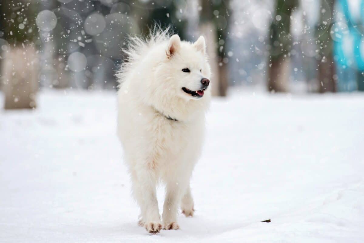 White Husky standing on snow in winter