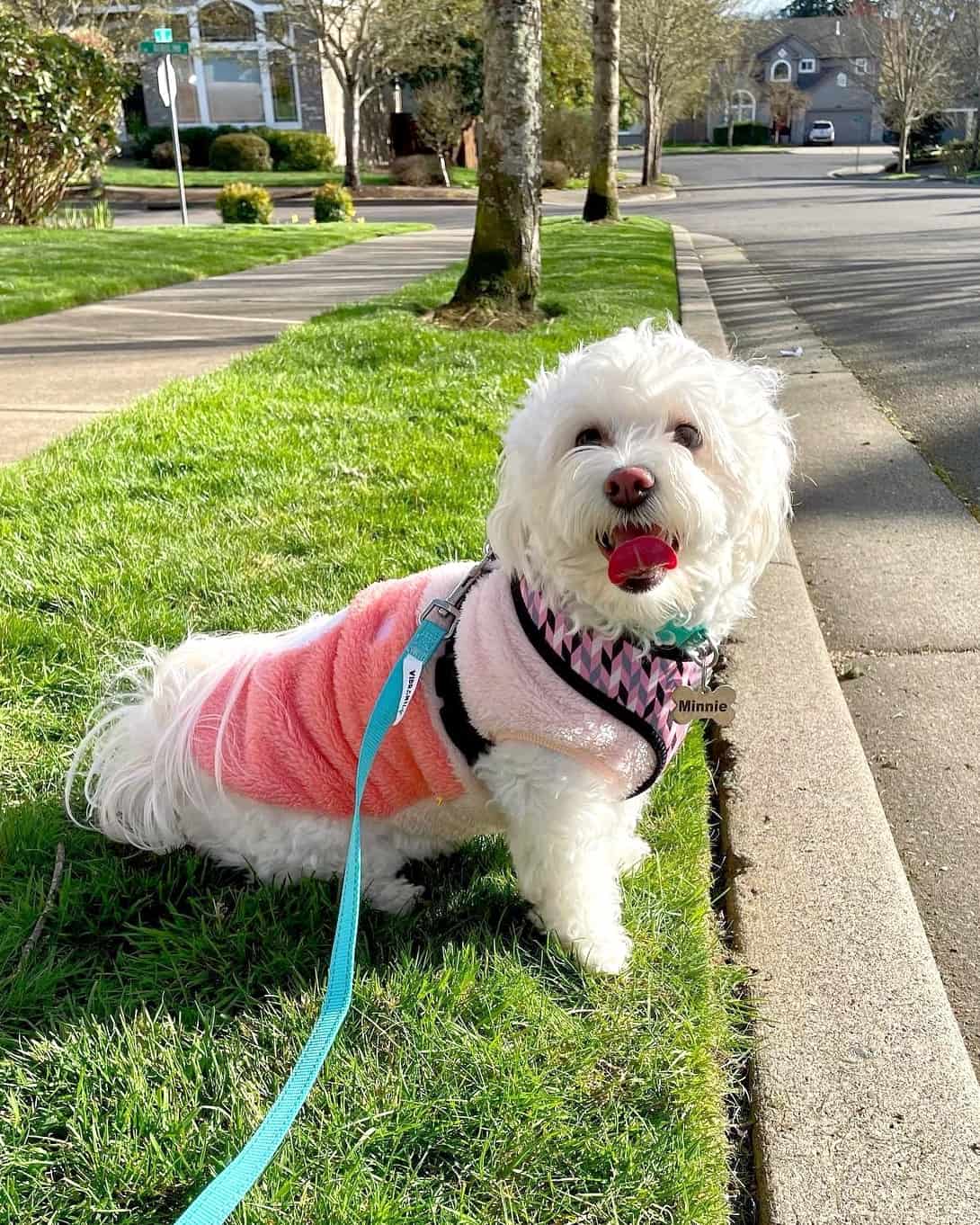 White Maltipoo The Ultimate Guide to This Fluffy White Dog
