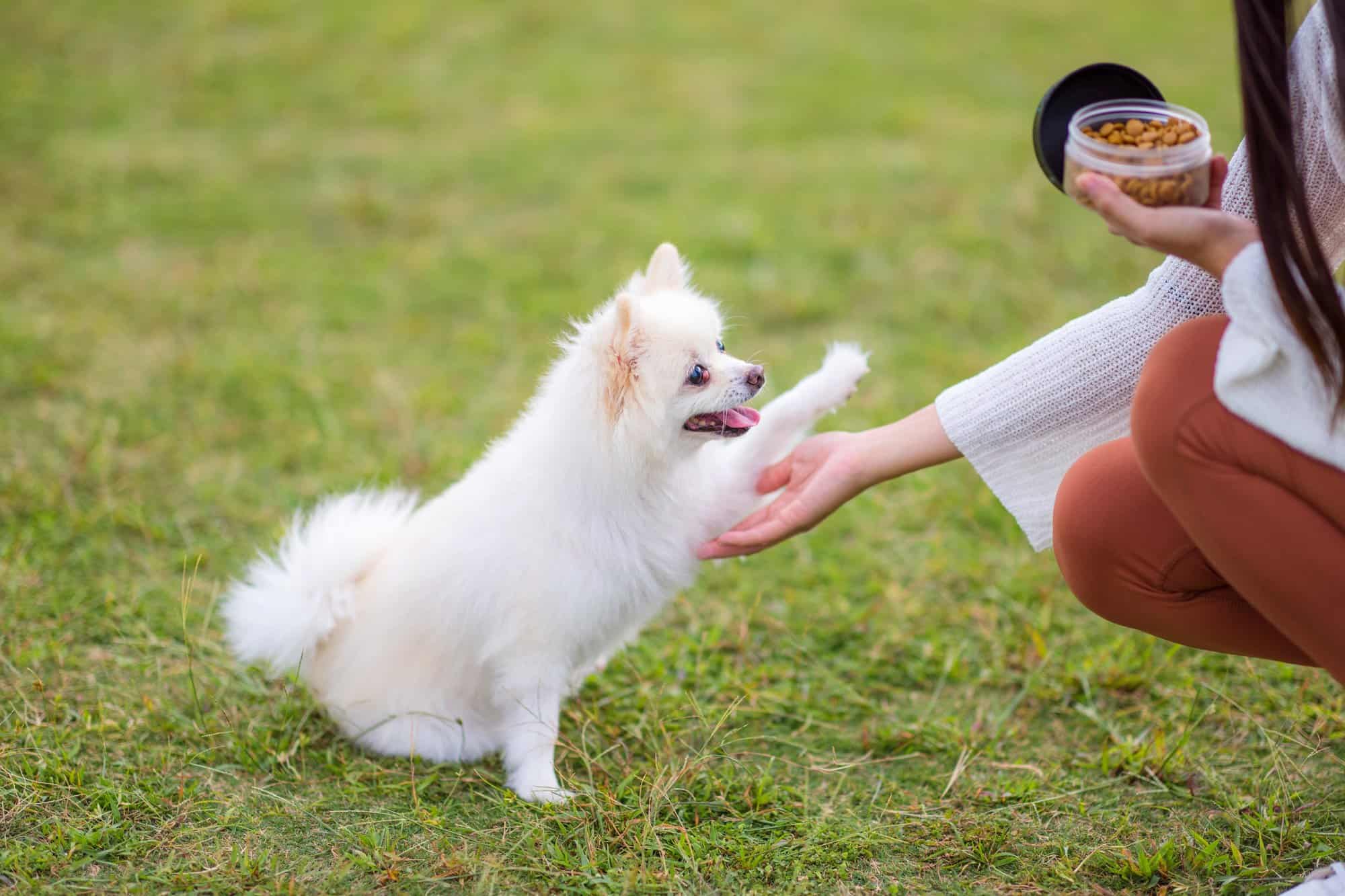 How Much to Feed a Pomeranian (Puppy & Adult Feeding Chart)