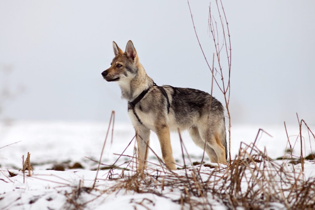 How Much Does a Wolf Dog Cost? (2024 Price Guide)