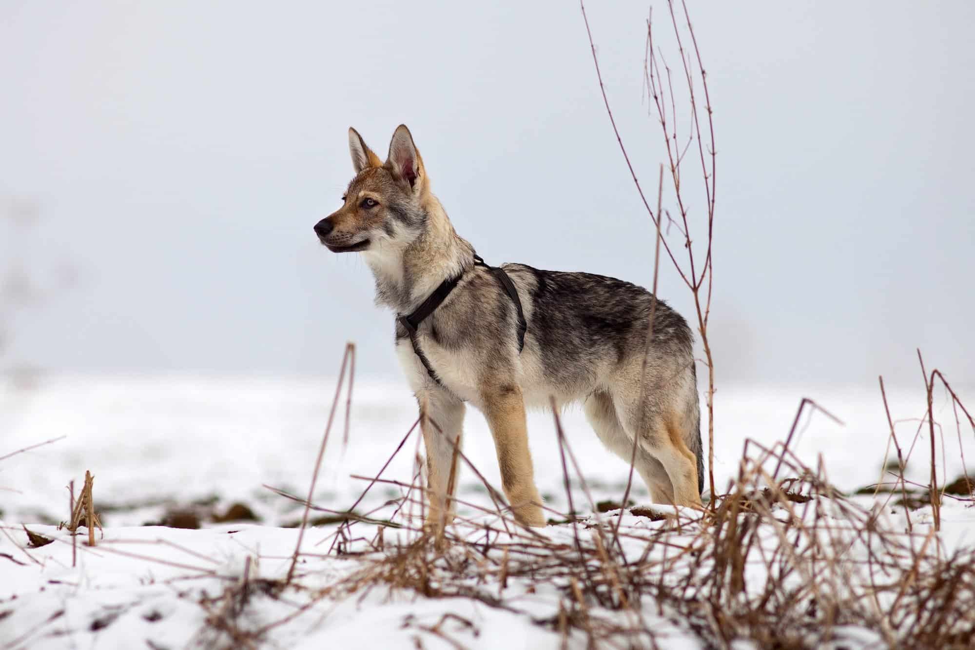 How Much Does a Wolf Dog Cost? (2024 Price Guide)