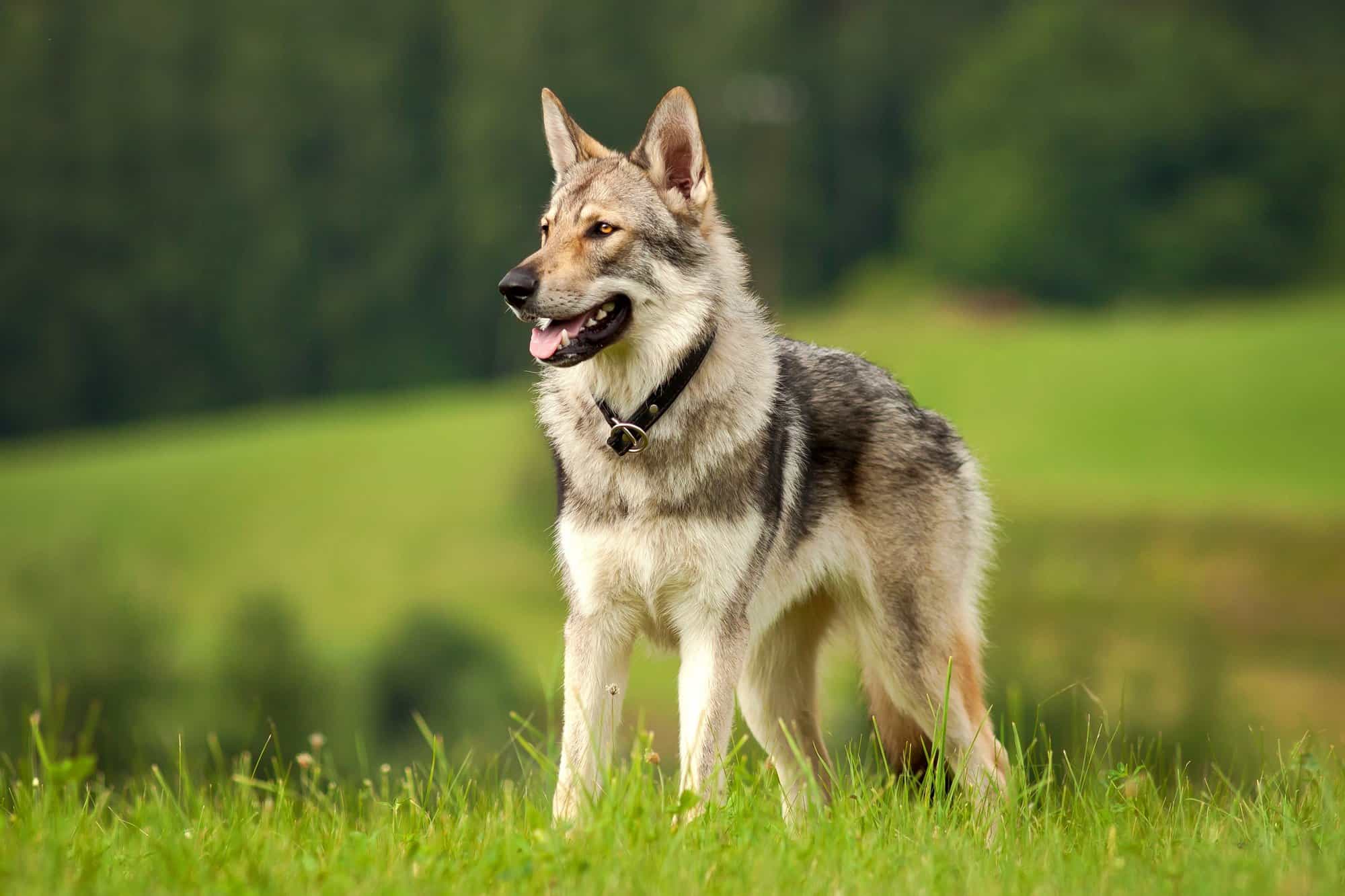 How Much Does a Wolf Dog Cost? (2024 Price Guide)