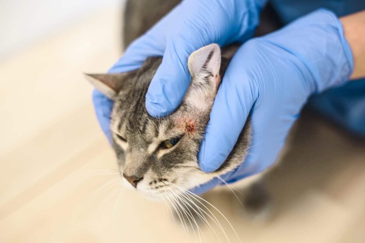 Wolf worm Cuterebra warbles in cats