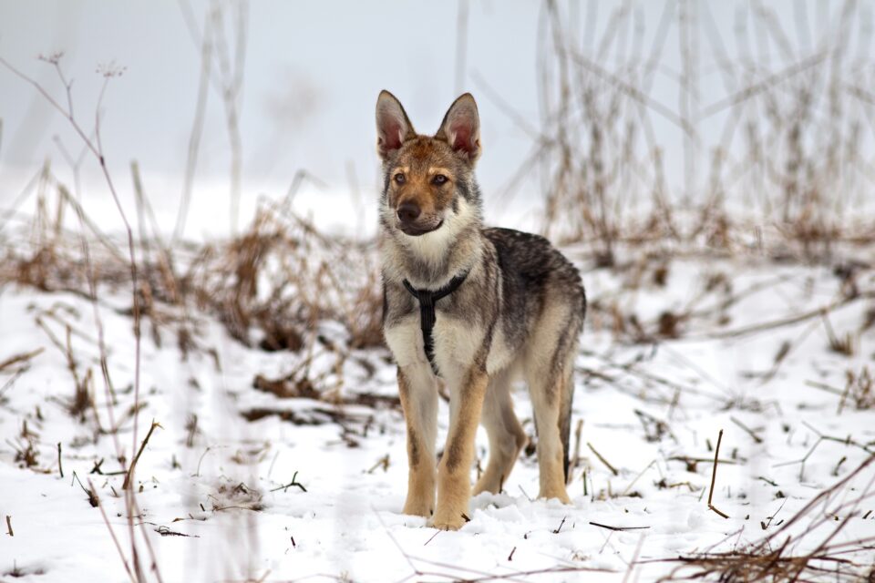 How Much Does a Wolf Dog Cost? (2024 Price Guide)