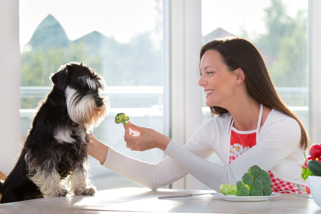 How Much to Feed a Miniature Schnauzer (Feeding Chart & Guide)