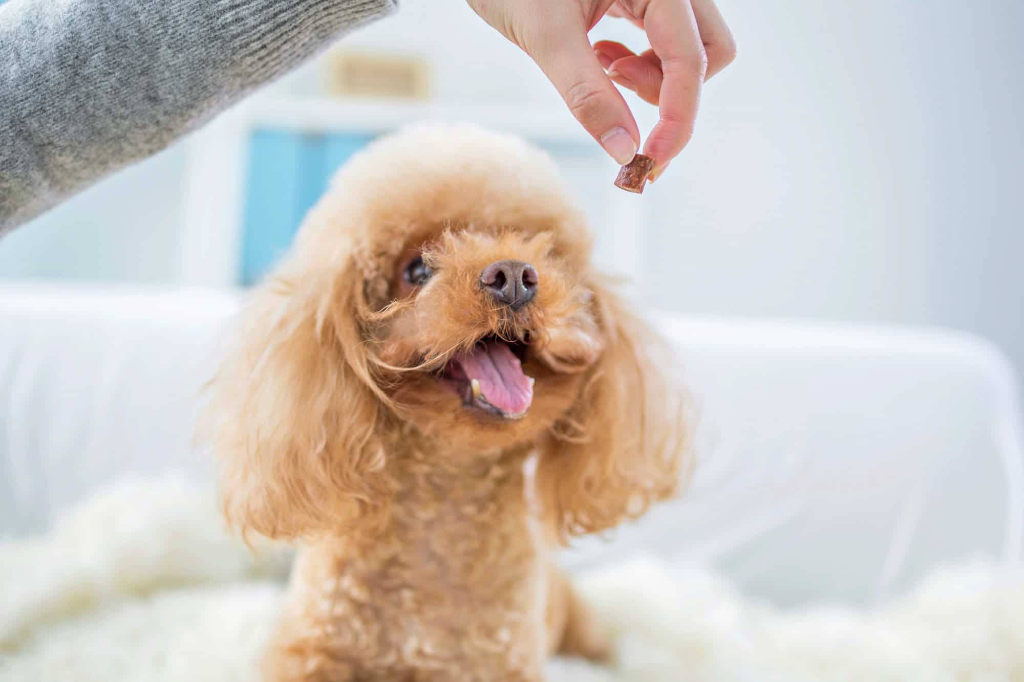 How Much to Feed a Poodle (Puppy & Adult Feeding Chart)