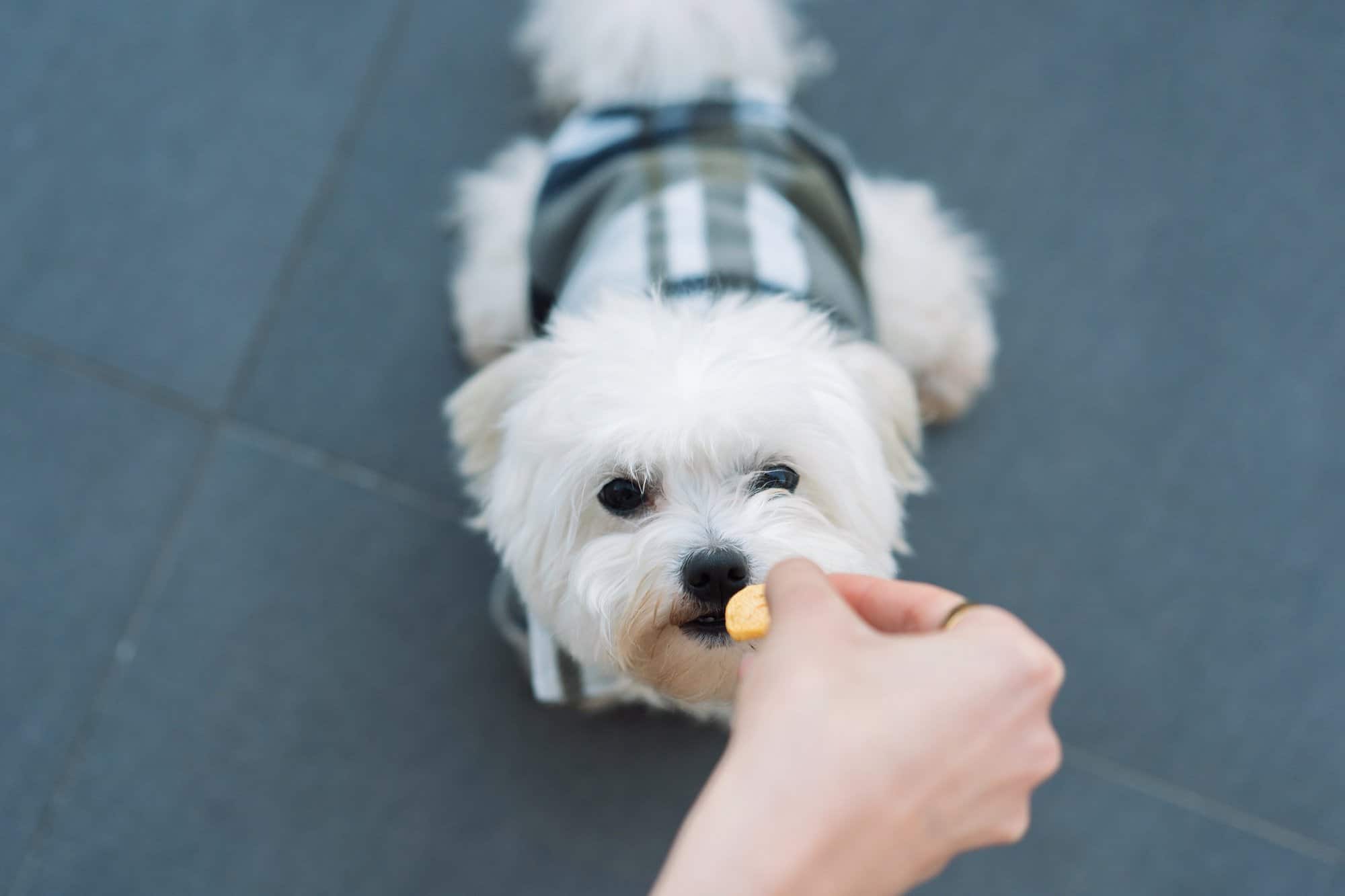 How Much to Feed a Maltese (Puppy & Adult Feeding Chart)