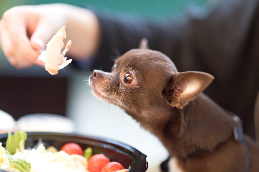 How to Boil Chicken for Dogs in 5 Easy Steps (With Pictures)