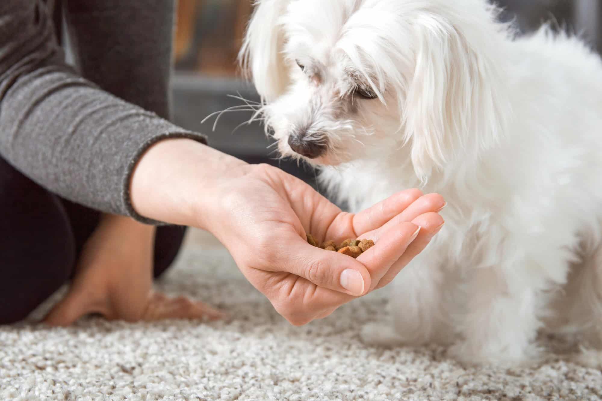 How Much to Feed a Maltese (Puppy & Adult Feeding Chart)