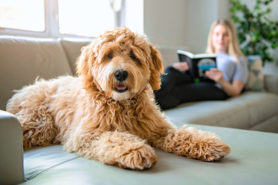 How Much to Feed a Labradoodle (Puppy & Adult Feeding Chart)
