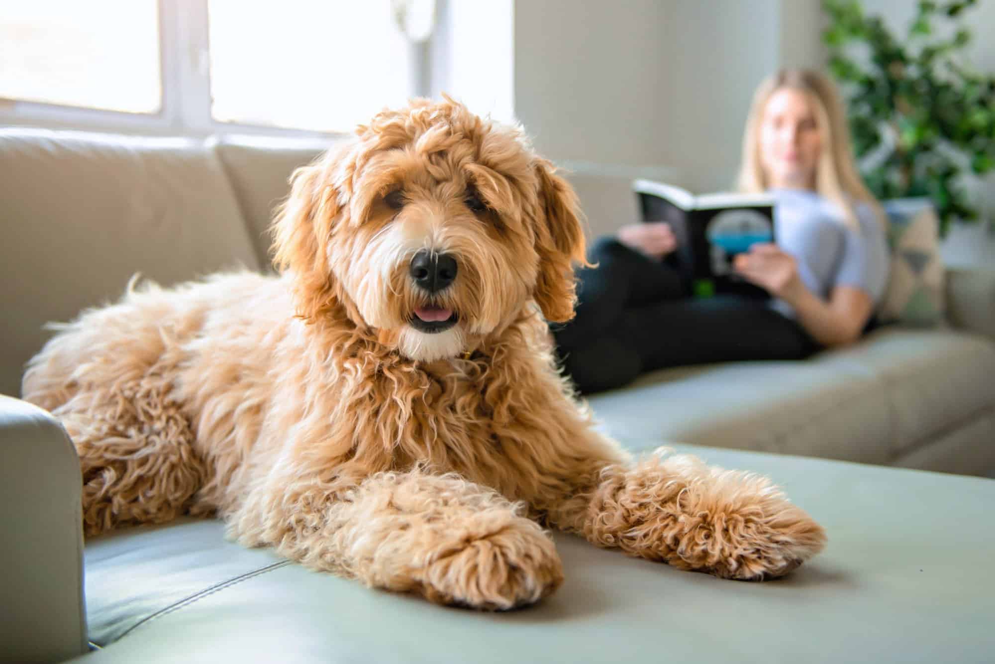 How Much to Feed a Labradoodle (Puppy & Adult Feeding Chart)