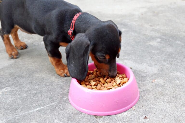 How Much to Feed a Dachshund (Puppy & Adult Feeding Chart)