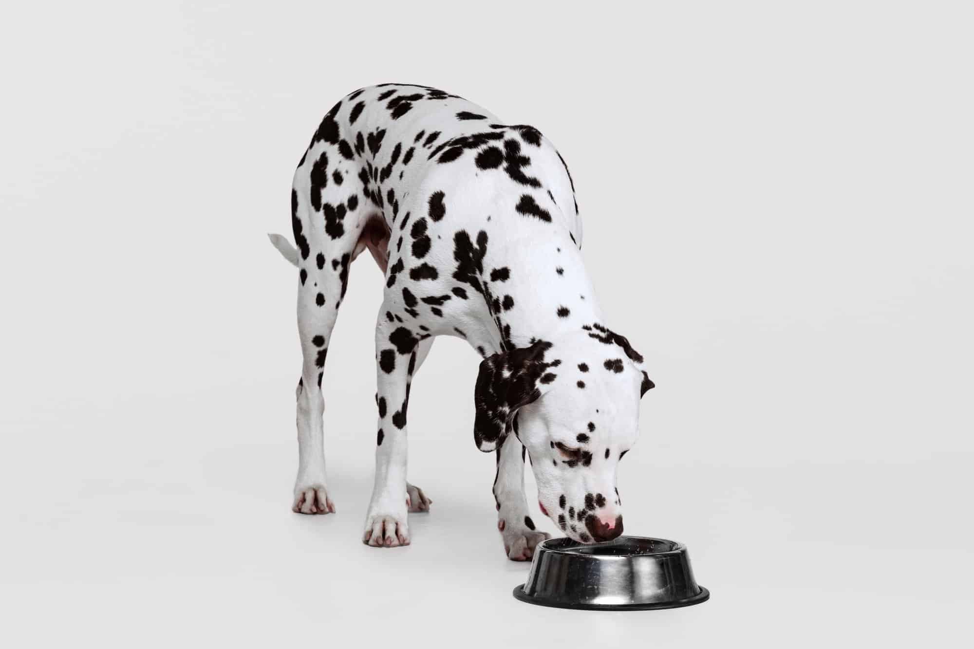 How Much to Feed a Dalmatian (Puppy & Adult Feeding Chart)