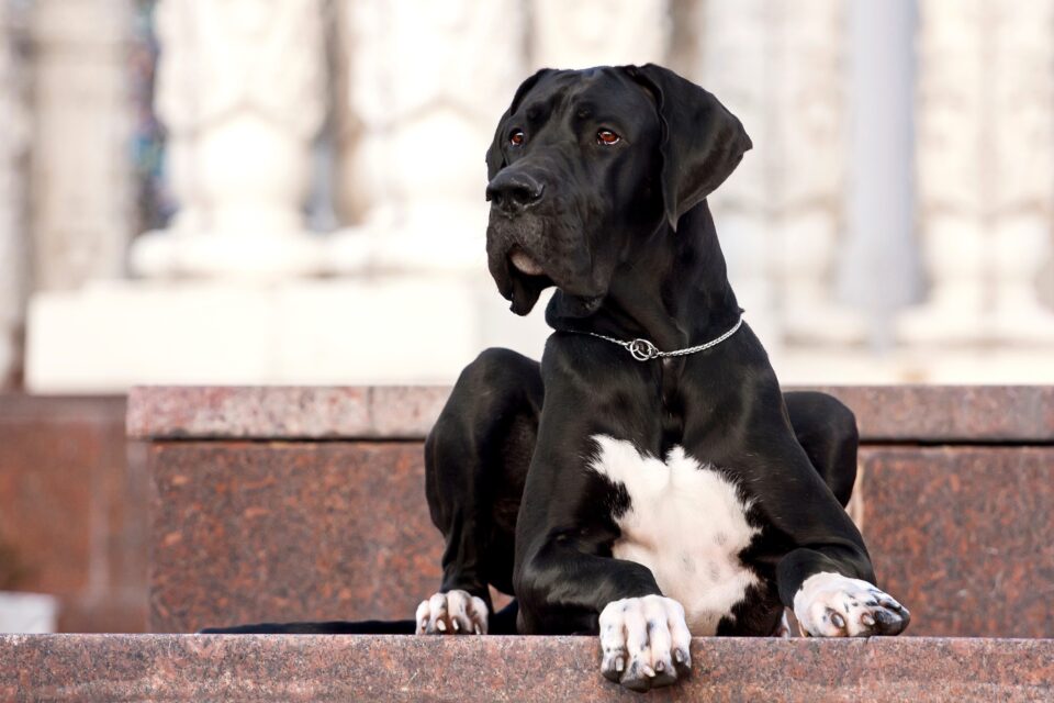 Black Great Dane Facts, Traits, & More (With Pictures)