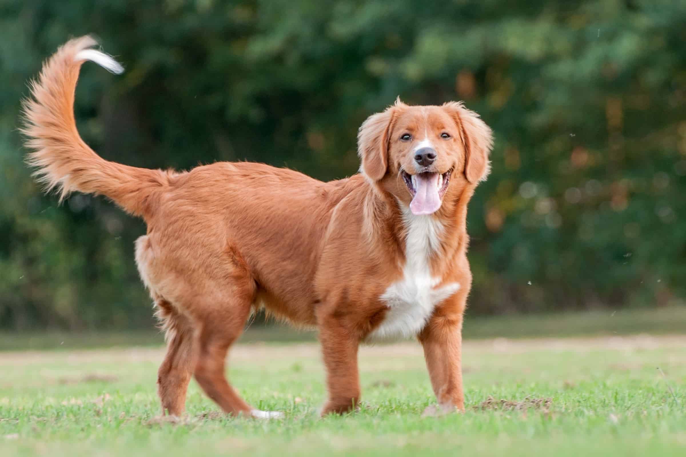 Nova Scotia Duck Tolling Retriever Pudel Mix www.bubblypet.com