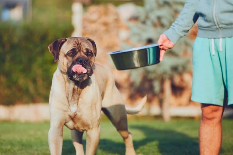 How Much to Feed a Cane Corso (Puppy & Adult Feeding Chart)