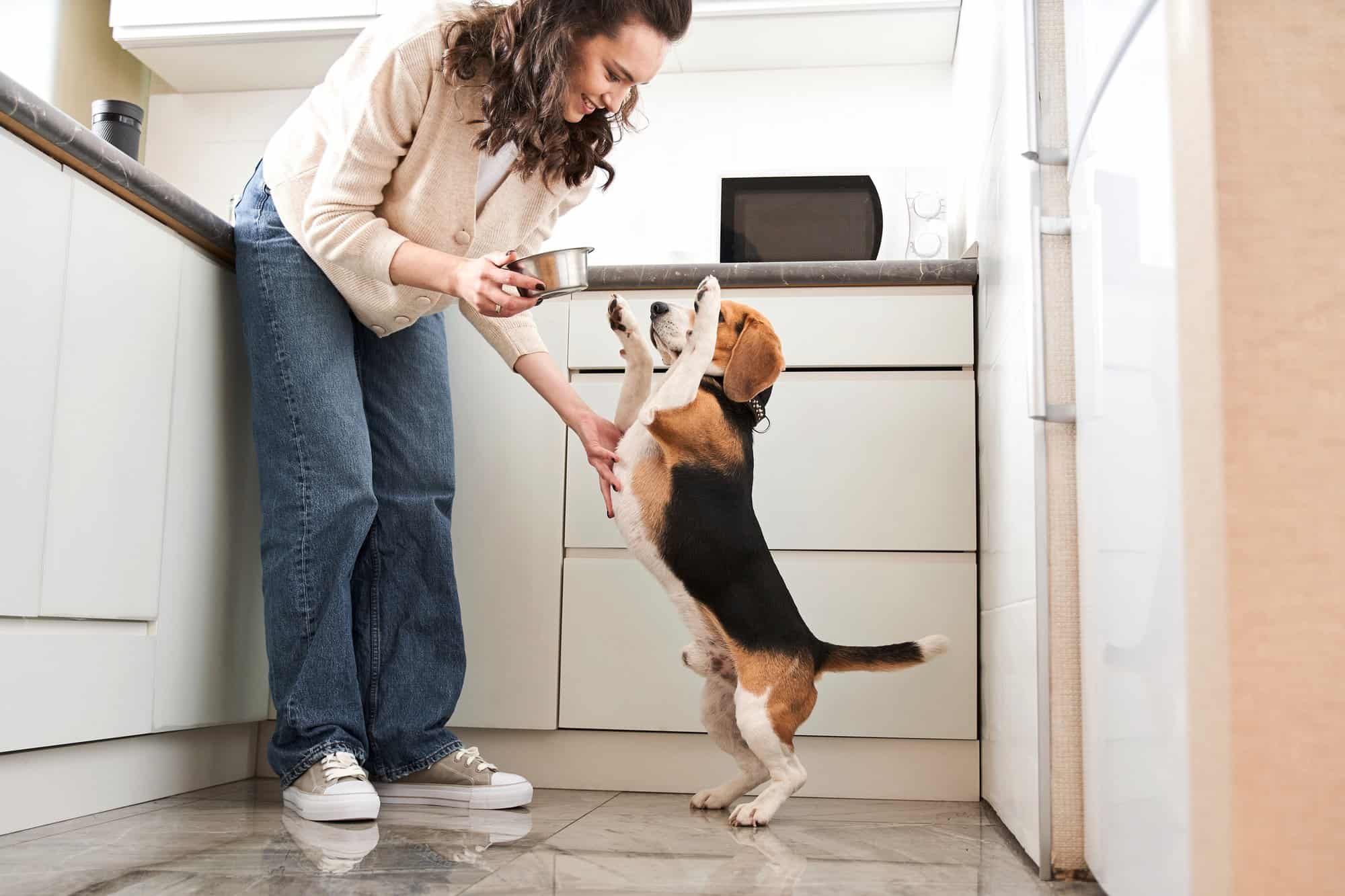 How Much to Feed a Beagle (Puppy & Adult Feeding Chart)