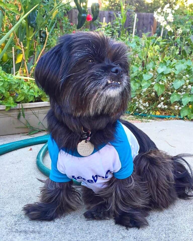 Shih Tzu Mixes 42 Charming Crossbreeds (With Pictures!)