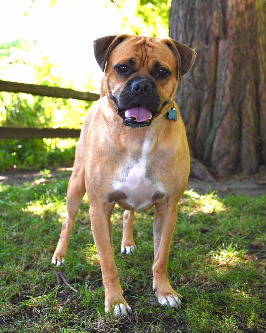 Pug Mixed Breeds 60 Perfect Pug Mixes You'll Want to Adopt