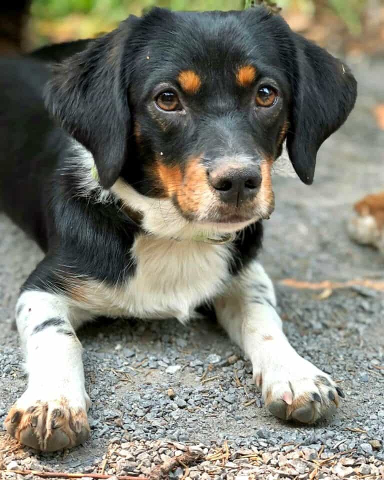 Basset Hound Mixes 50 Different Crossbreeds (With Pictures)