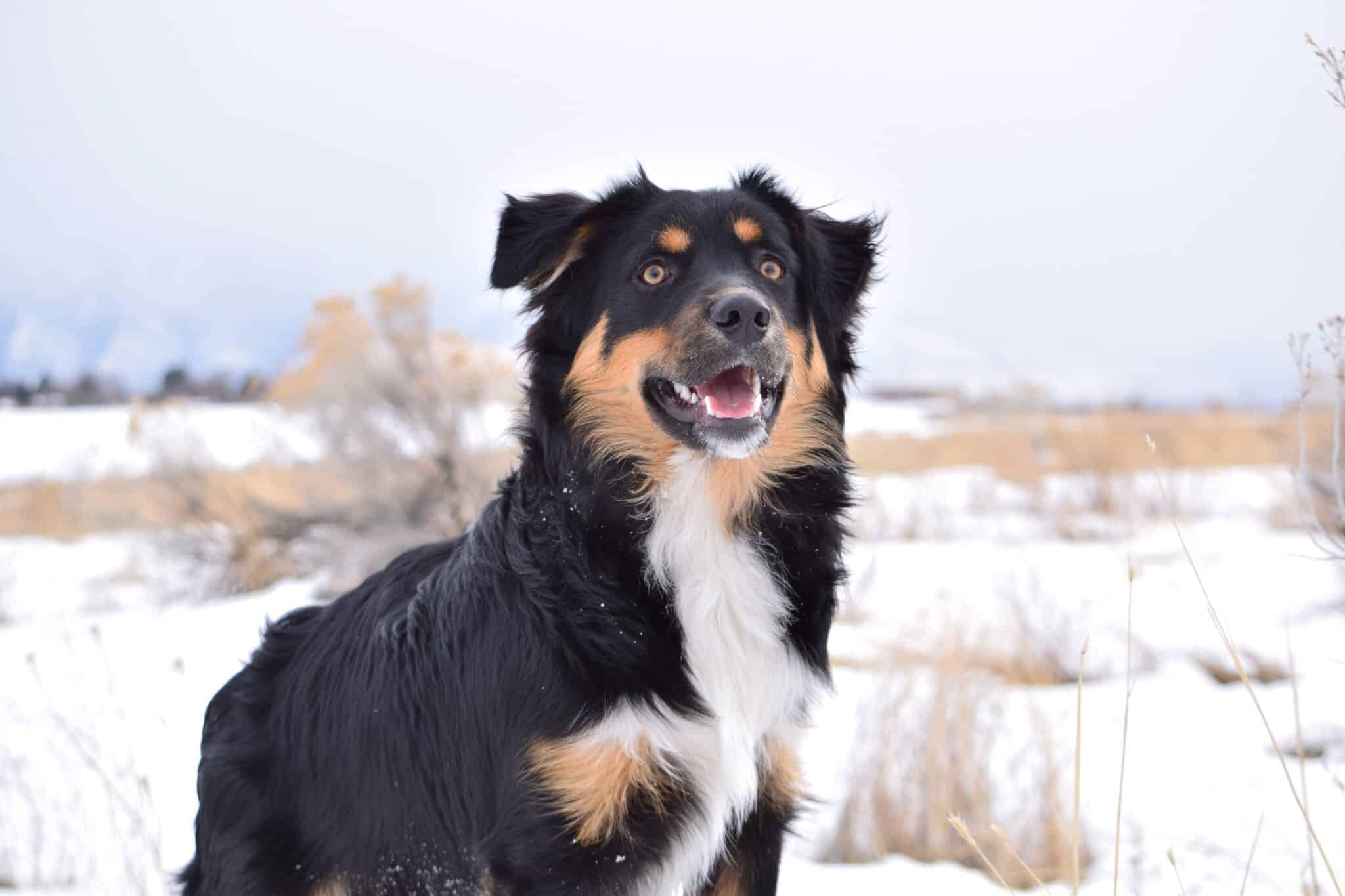 Australian Shepherd Mixes 48 Aussie Crossbreeds You'll Love!