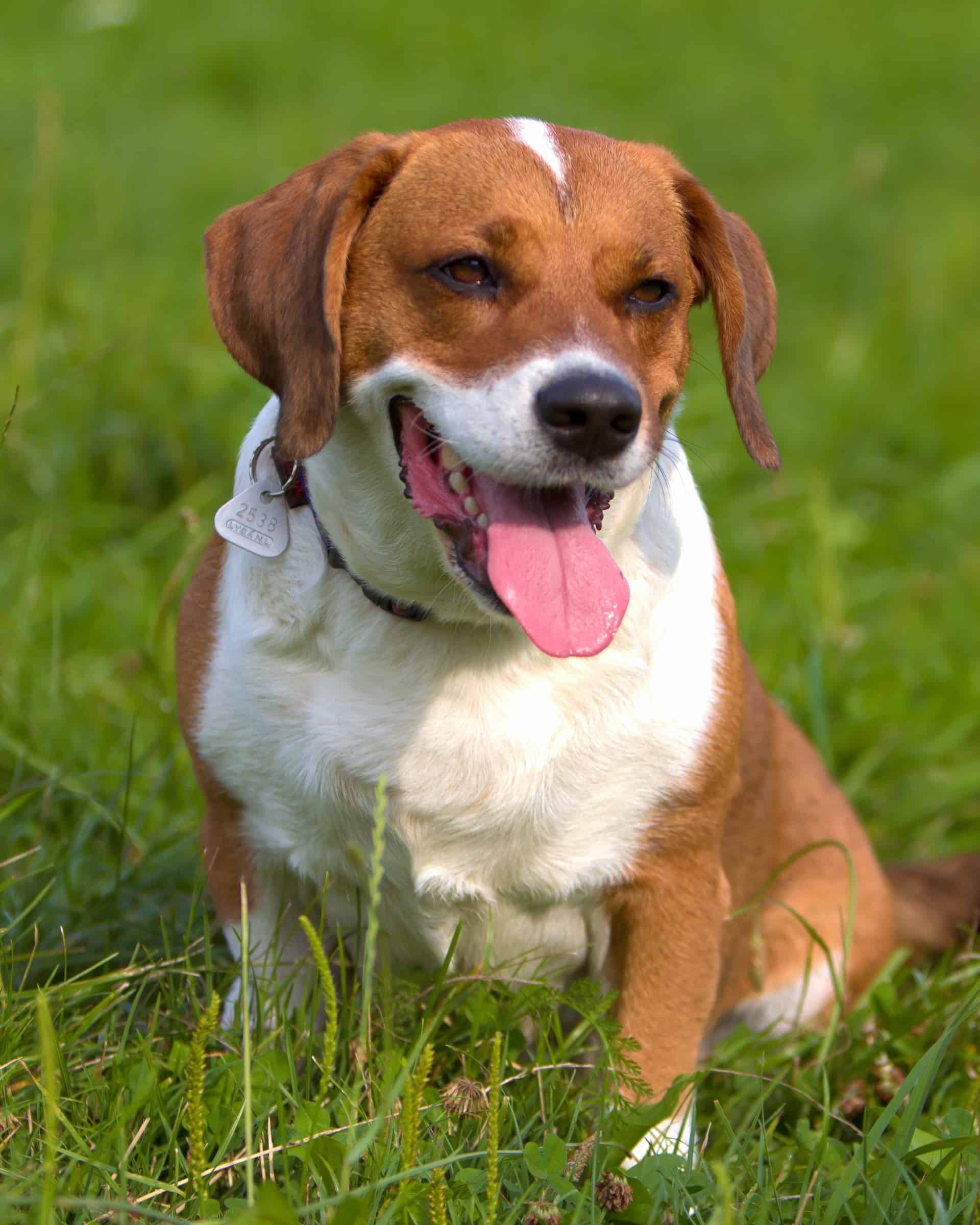 Beagle Mixes 59 Cute Floppy Eared Crossbreeds You ll Love