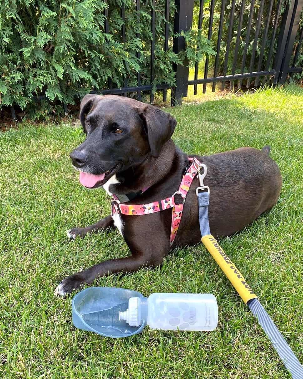 Basset Hound Mixes 50 Different Crossbreeds (With Pictures)