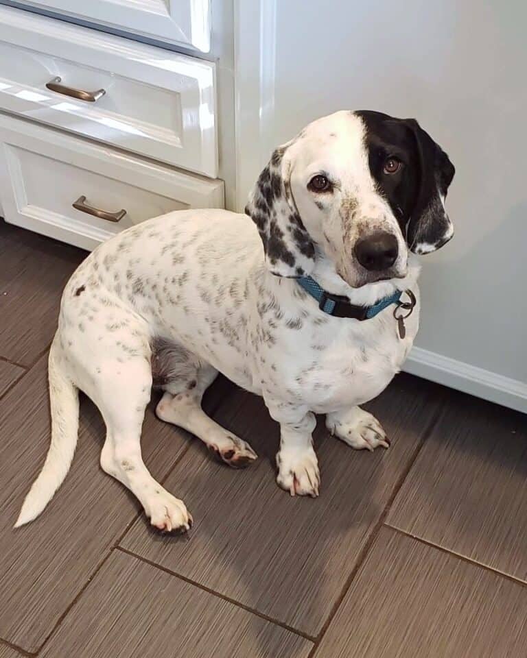 Basset Hound Mixes 50 Different Crossbreeds (With Pictures)